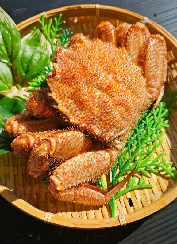 【浜茹で直送!!】かにバンバン特選!! ボイル 毛がに(500g前後)