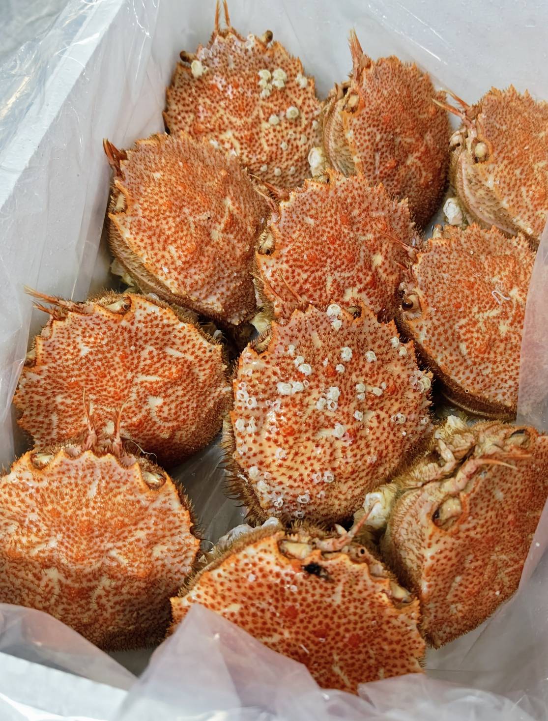 【激レア商品】毛ガニの毛だるま(2kg11個前後入)セット（小サイズ）