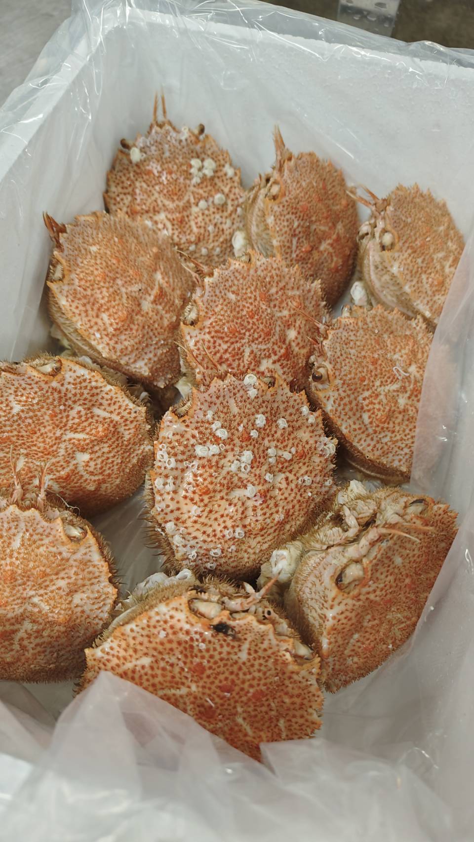 【激レア商品】毛ガニの毛だるま(2kg11個前後入)セット（小サイズ）