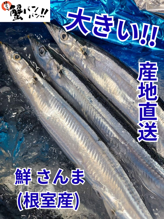 【鮮度抜群】 鮮 サンマ(根室産)【さんま】